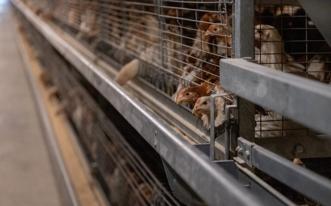 Allevamenti, associazioni: bene l’impegno della Commissione UE sul benessere animale e la priorità sul divieto di allevamento in gabbia