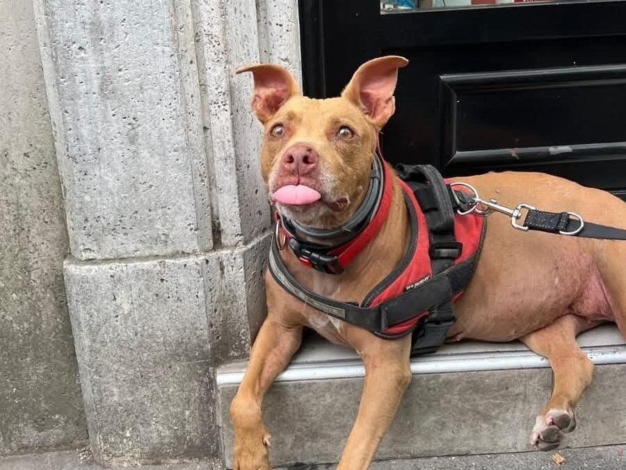 La cagnolina Mia restituita al proprietario. LNDC chiede risposte e tutele per il suo benessere