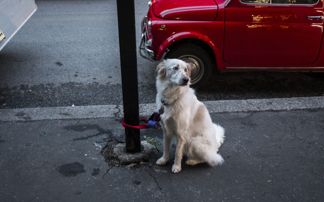 Tommy, trovato legato a un palo: LNDC chiede il sequestro