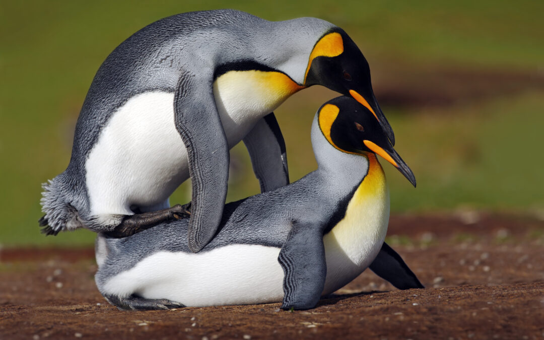 A Capodanno fate esplodere i sensi – La nuova campagna di LNDC Animal Protection