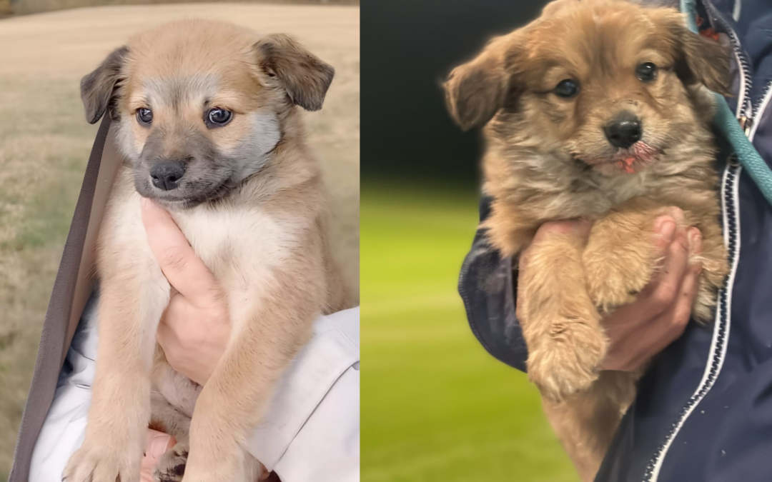 LNDC denuncia sparizione di cuccioli al canile della Muratella