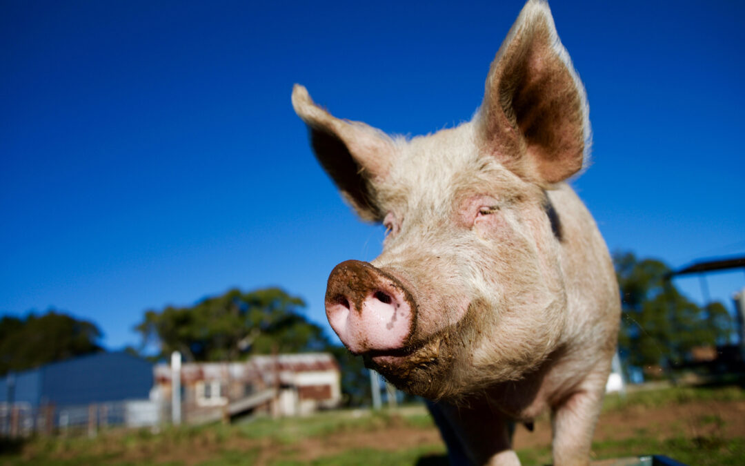 LNDC annuncia ricorso al Consiglio di Stato per sentenza Cuori Liberi