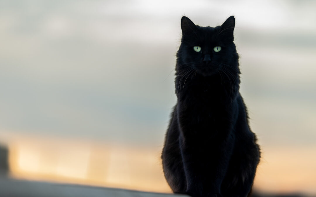 LNDC denuncia il barbaro ferimento del gatto Ombra a Ostuni