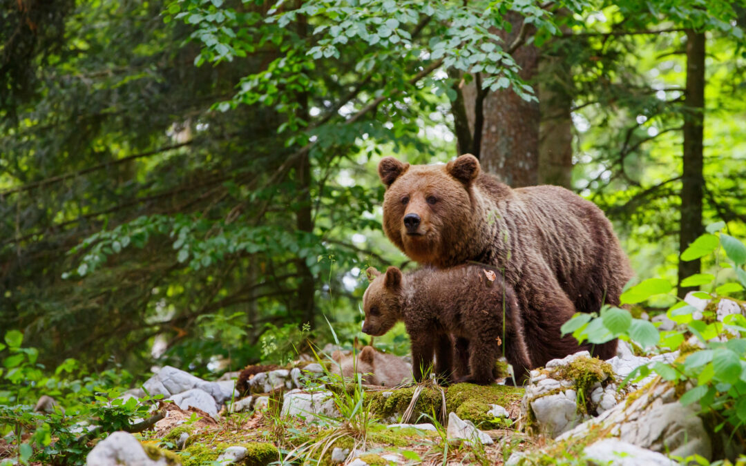 Orsa Amarena, si apre il processo contro il killer