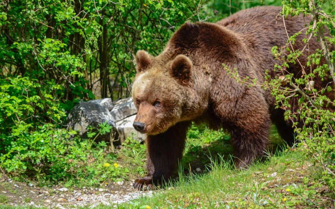 LNDC Animal Protection denuncia Fugatti per l’uccisione dell’orso M91