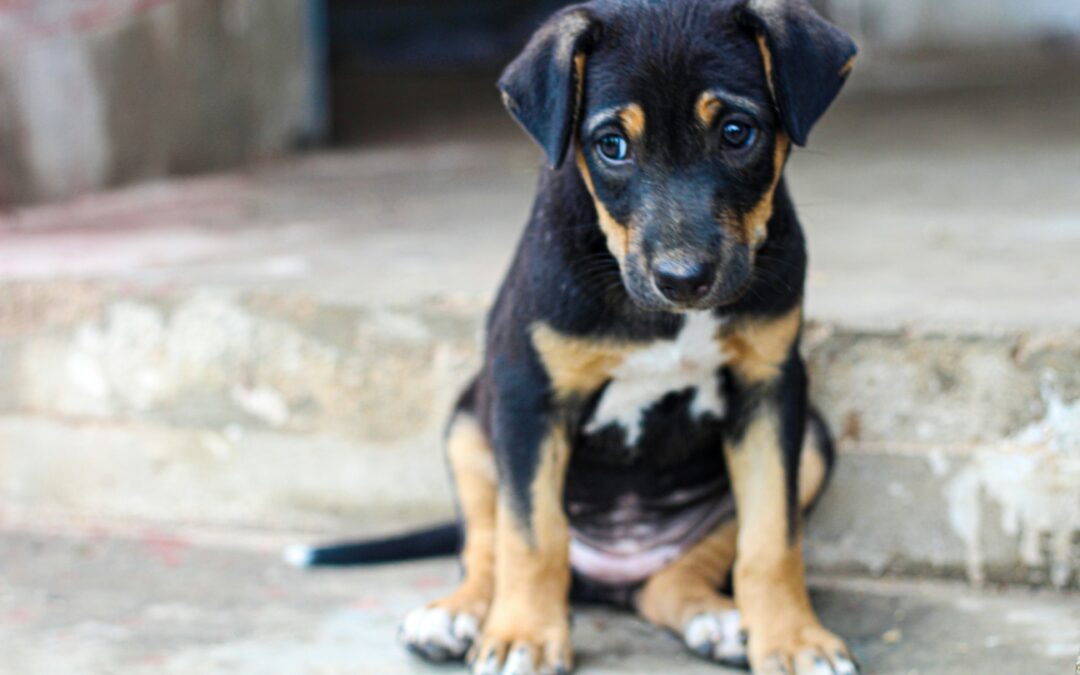 Nuovi capi di imputazione per i veterinari della ASL di Pescara