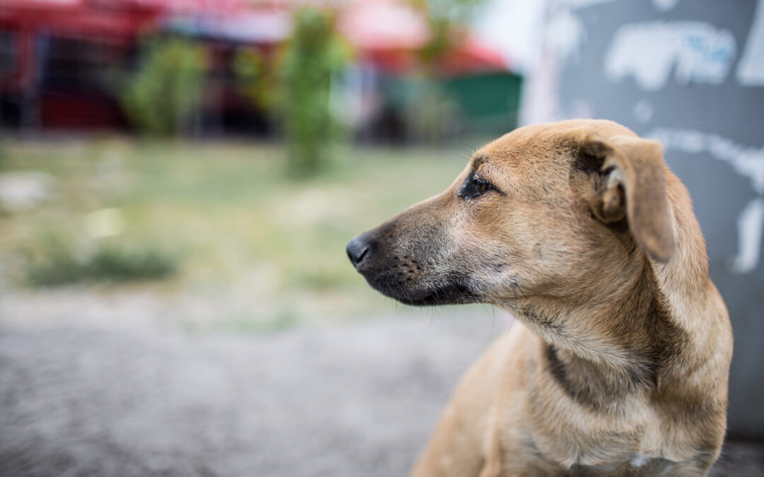 LNDC condanna il crudele trascinamento di un cane a Cassano delle Murge e annuncia denuncia