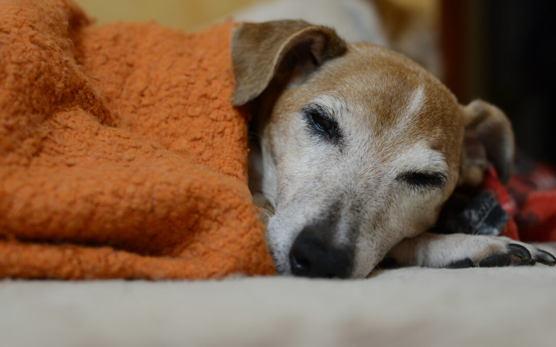 Dona una coperta agli animali che vivono nei Rifugi. Aiuta LNDC a proteggerli dal freddo