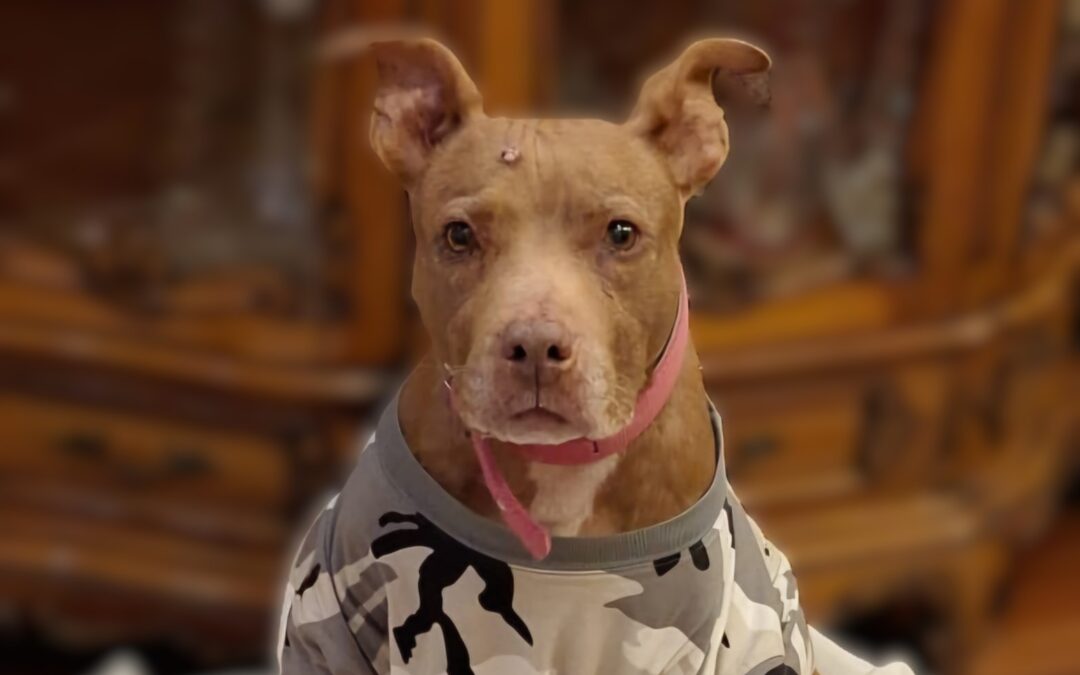 Mia/Hope è salva dai maltrattamenti ma combatte contro un brutto tumore