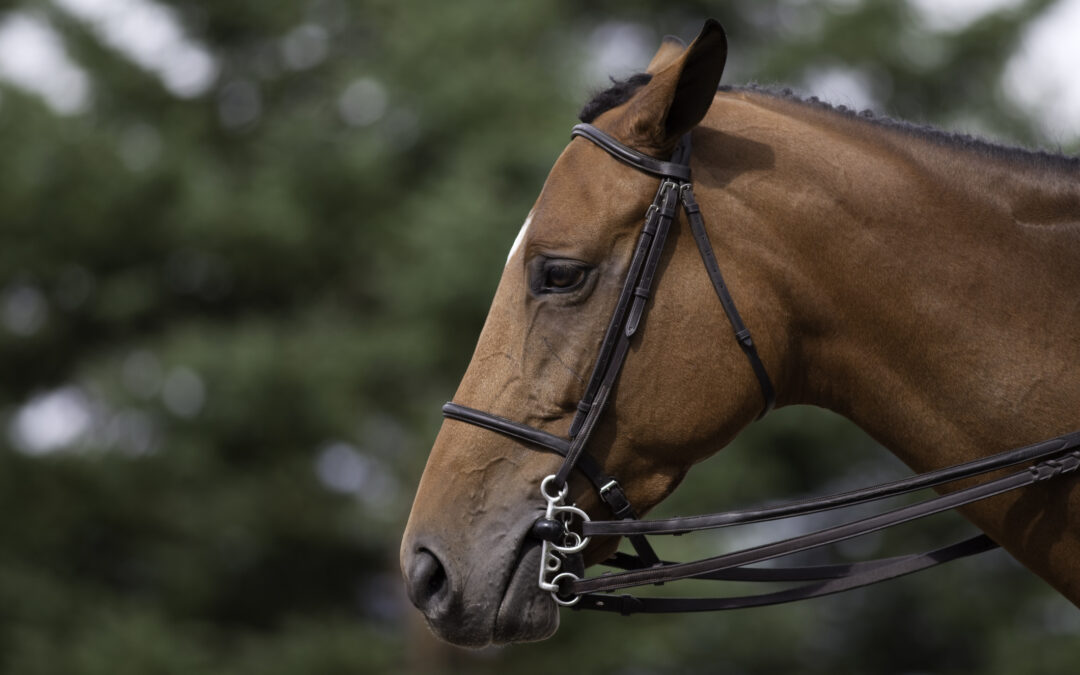 LNDC Animal Protection: “Tragedia ad Anguillara Sabazia: cavallo muore durante la festa di Sant’Antonio Abate. Esposto per accertare le responsabilità”
