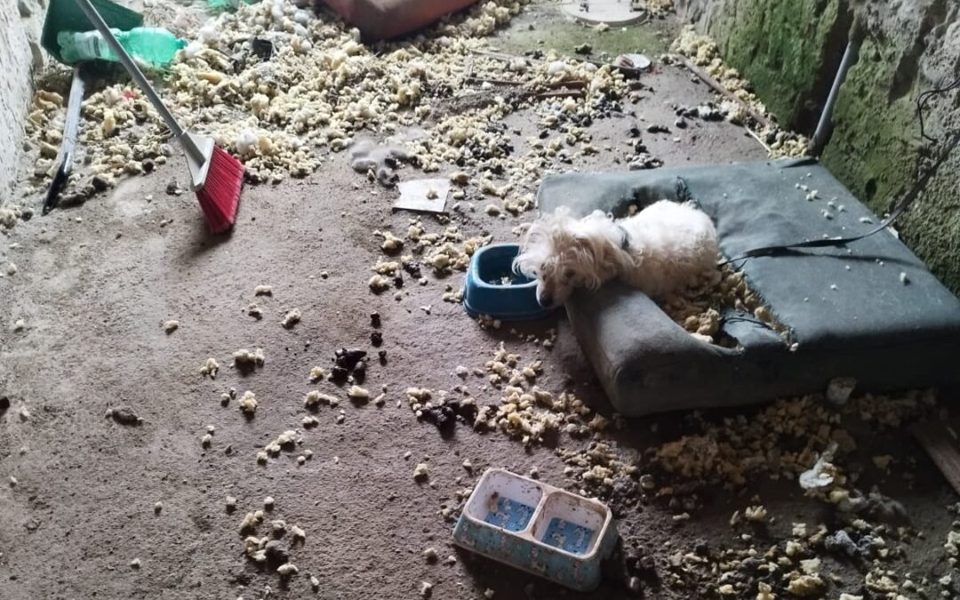 Grave maltrattamento di un cagnolino a Benevento. LNDC lo salva e sporge denuncia