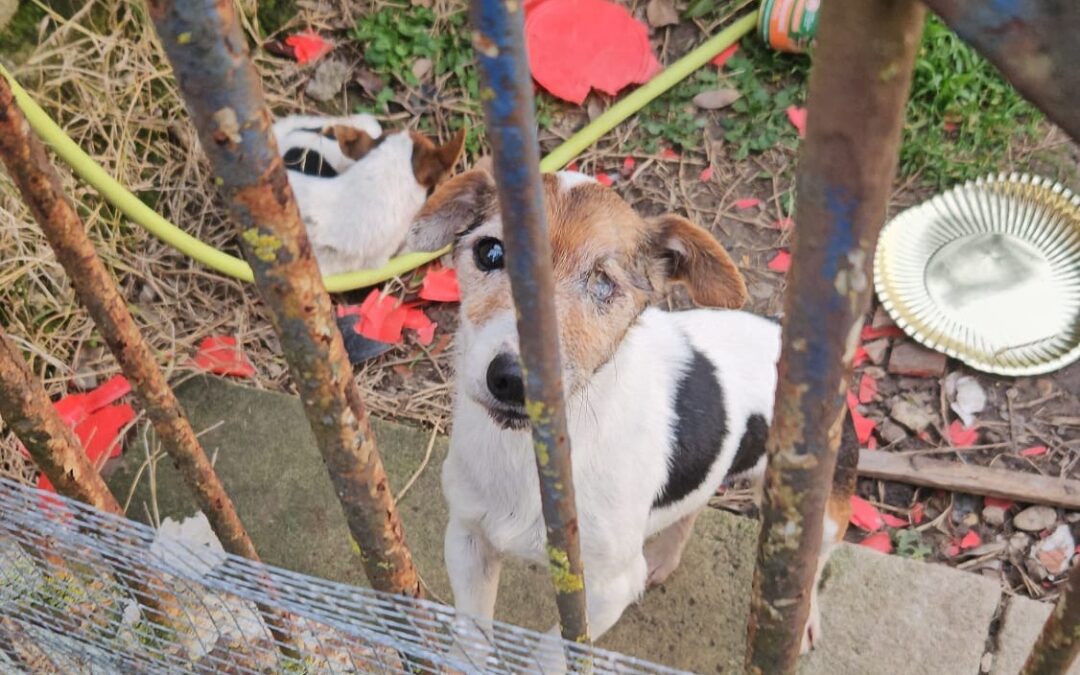 Quattro cani denutriti e malati recuperati a Roma grazie all’intervento di LNDC Animal Protection