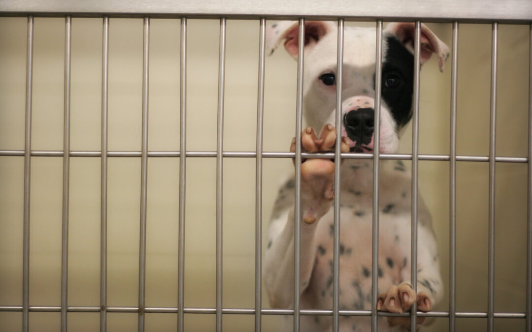 Diretta social di LNDC Animal Protection per raccontare cosa avveniva nel canile sanitario ASL di Pescara