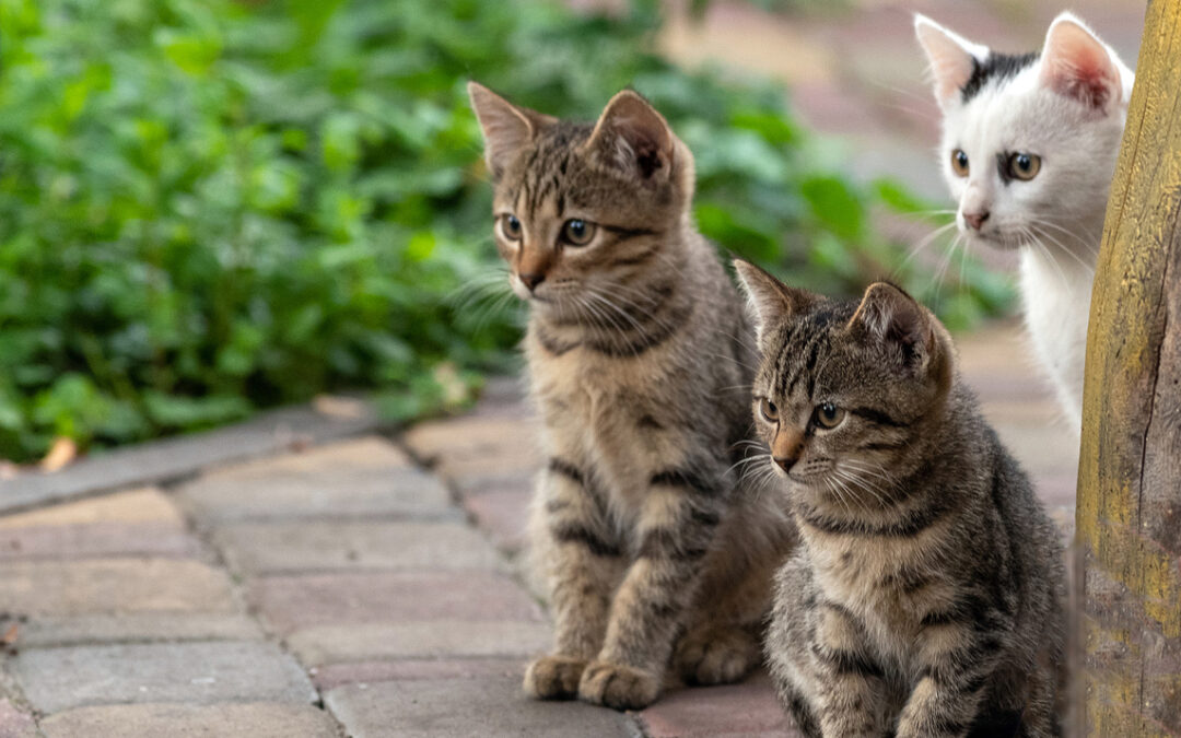 A Pineto (TE), un uomo spara ai gatti dei vicini. La denuncia di LNDC Animal Protection