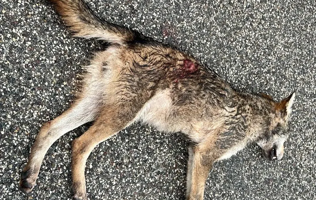 LNDC denuncia l’uccisione di un lupo a Rastignano e punta il dito contro le politiche anti-animali di Governo e UE