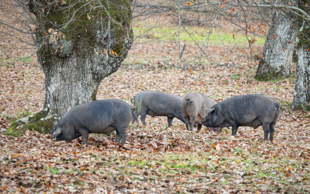 I maiali liberi di Pietracamela (TE) sono stati uccisi senza pietà